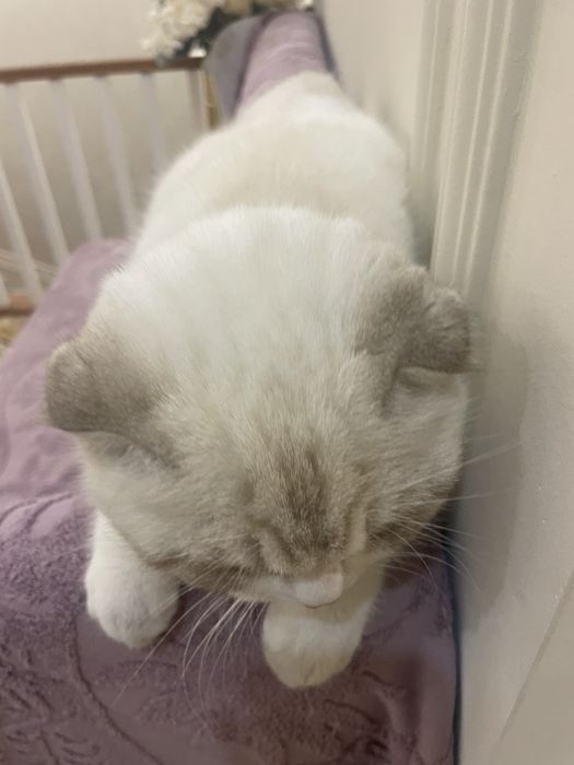 Продаётся Шотландская кошка