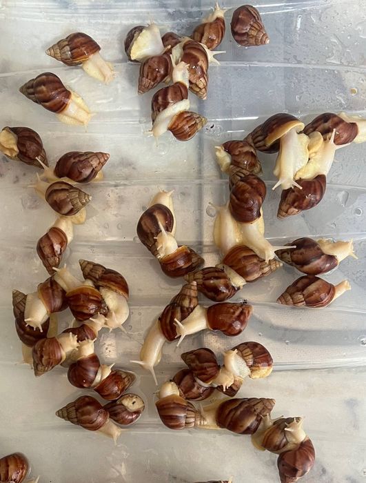 Улитка  косметологичиский