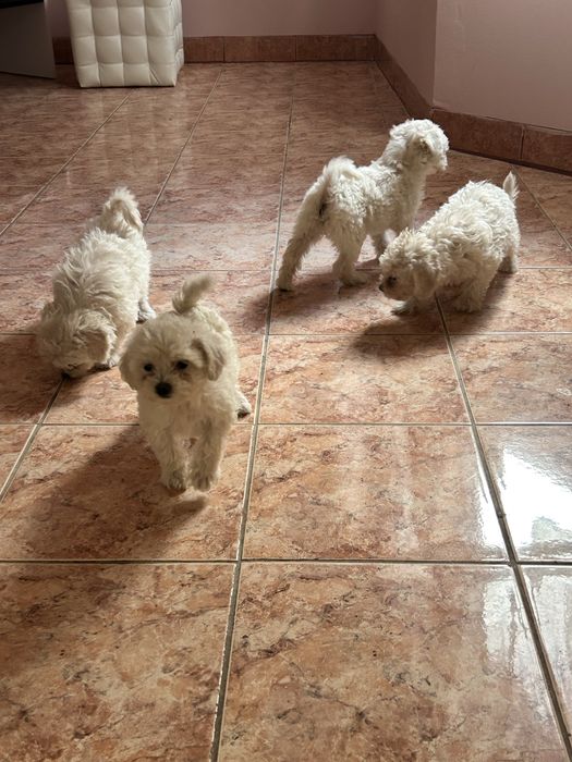 Pui Bichon Maltez de vânzare - 4 cățeluși