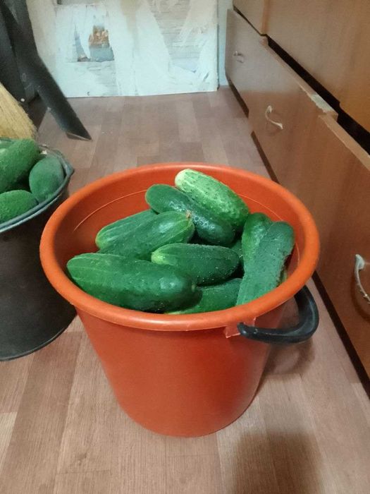 Продам огурцы домашние