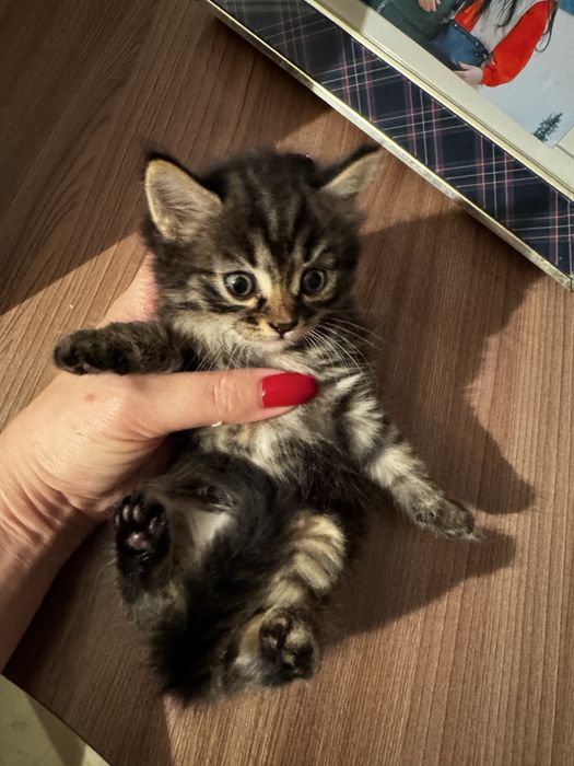 Отдам ласковых котят в добрые руки