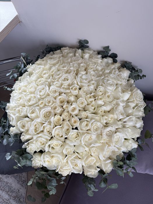 151 роза метровая