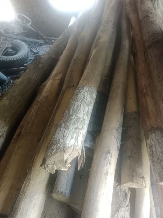 Tsoʻsin sotiladi (Terak)