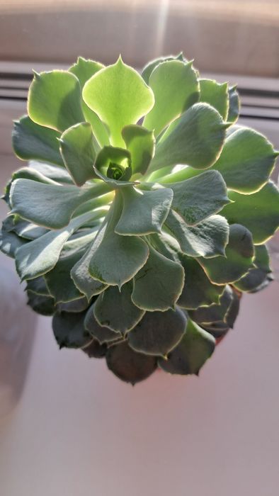 Продам эхеверию каменная роза