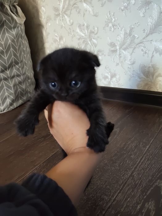 Продаются котята британцы