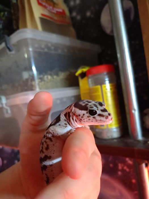 Гемитеконис самка