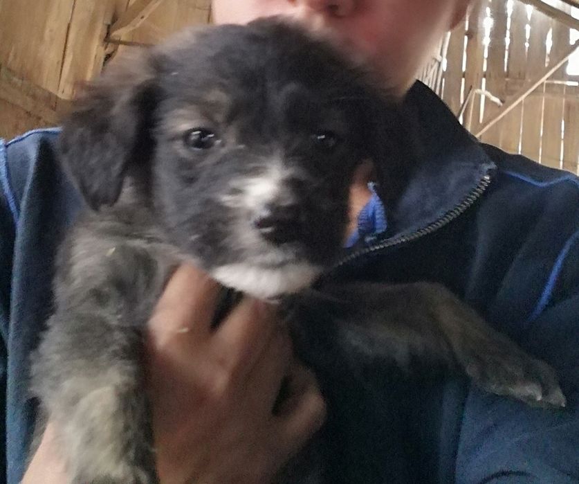 Подарявам кученца