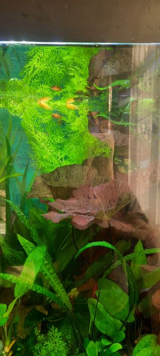 Акварюм растенялари
