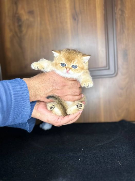 Золотистый шиншилла котёнок
