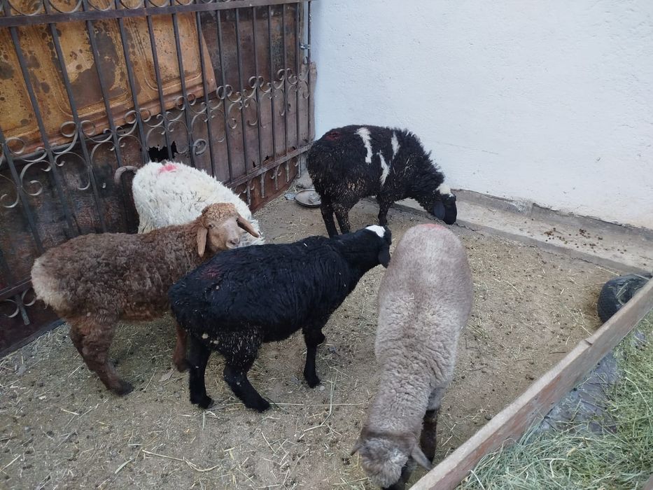 Кепе Қозылар.Еркек