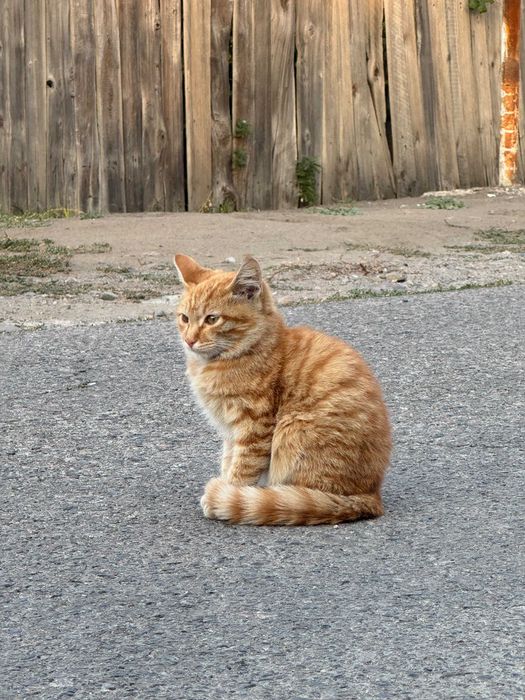 Отдам котёнка, г. Есик