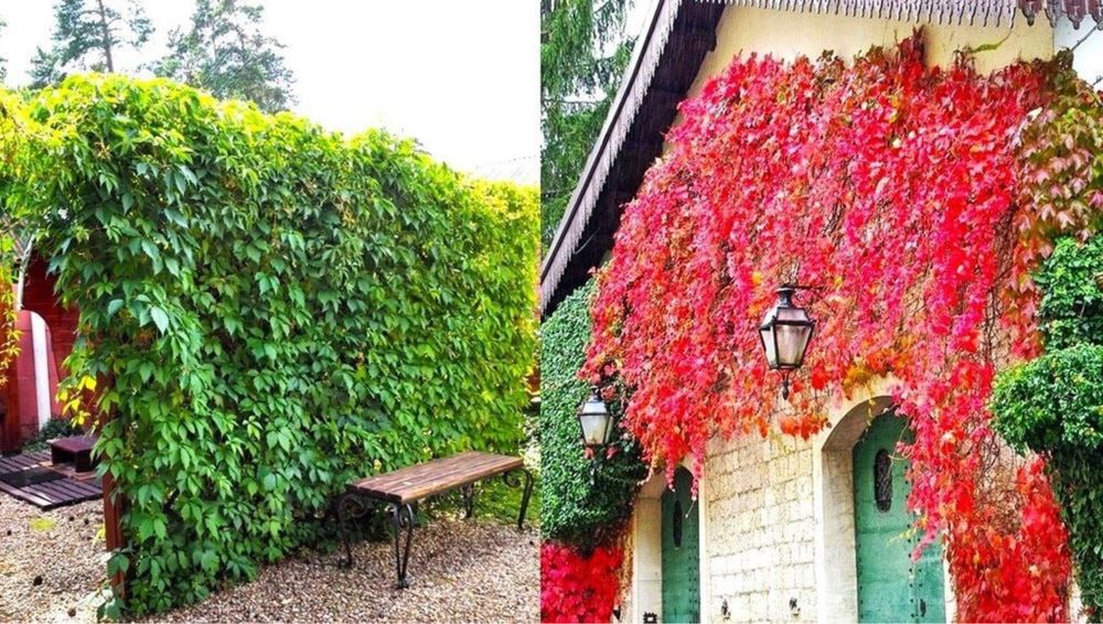 девичий виноград