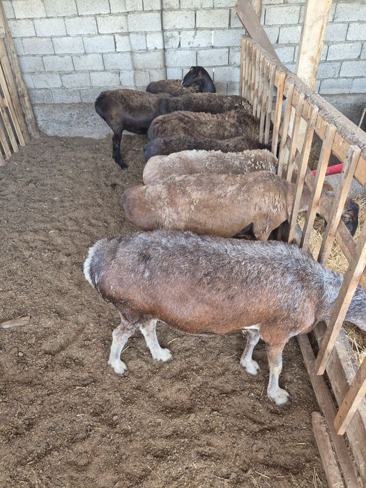 Қой Тоқты  Қошқар