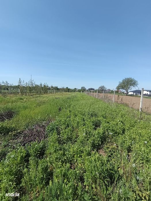 Vanzare teren 4000 mp Ulmi- Dambovita