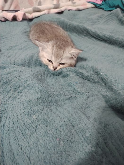 Британская короткошерстная