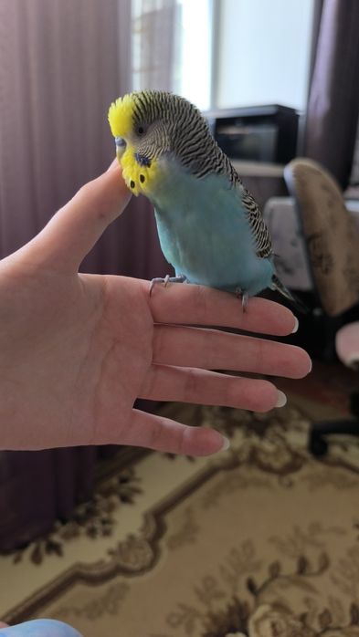 Продам попугая с клеткой