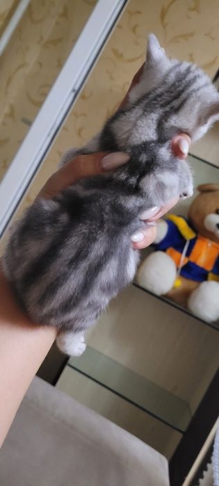 Продажа шотландских котят