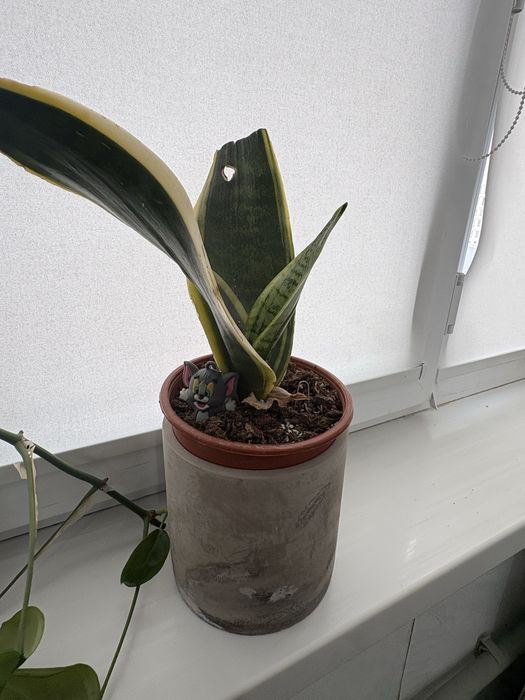 продам сансеверию редкий сорт