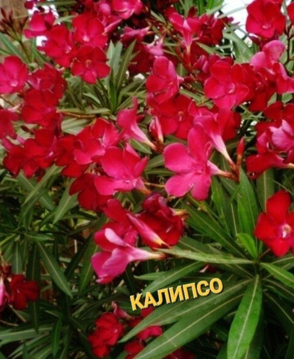 Олеандър /зокум/