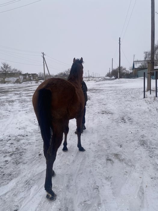 Продам чк кобылу