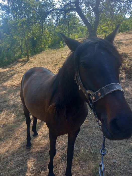 Vând iapă la schimb cu tractor