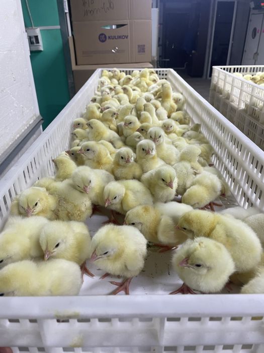 Выводные ящики для инкубатора