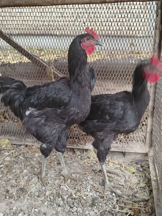 Qorashahzoda jo'ja xo'rozlar sotiladi