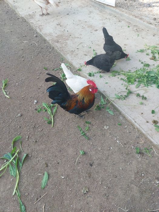 Петушки карлики корейской породы