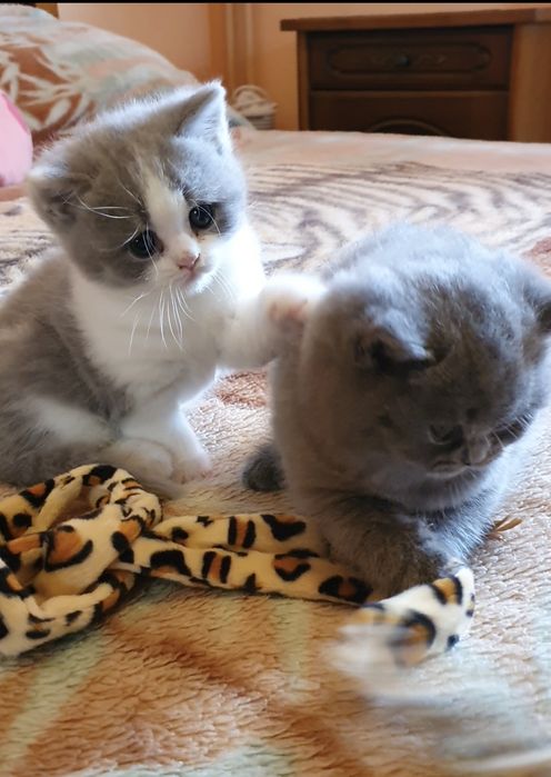 British shorthair cu pedigree!