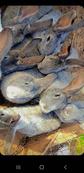 Қоян бағасы 6000тг