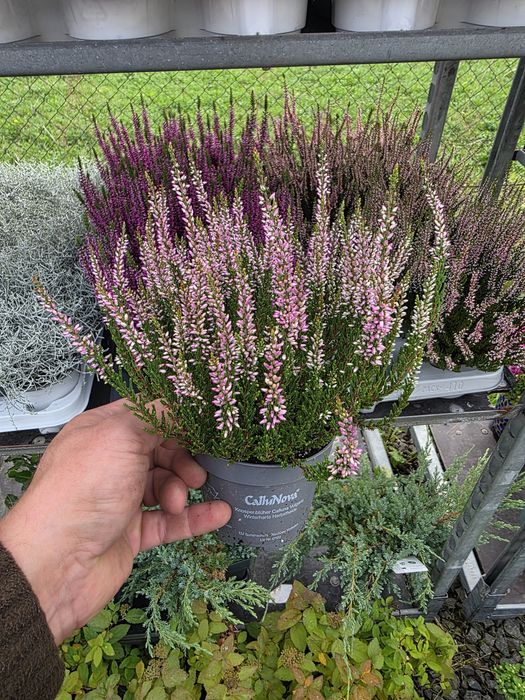 Calluna vulgaris angro