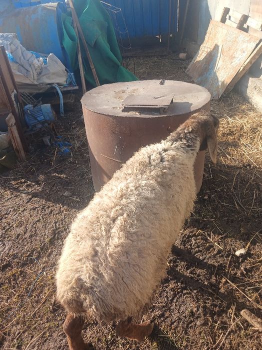 Тоқты сатылады семіз