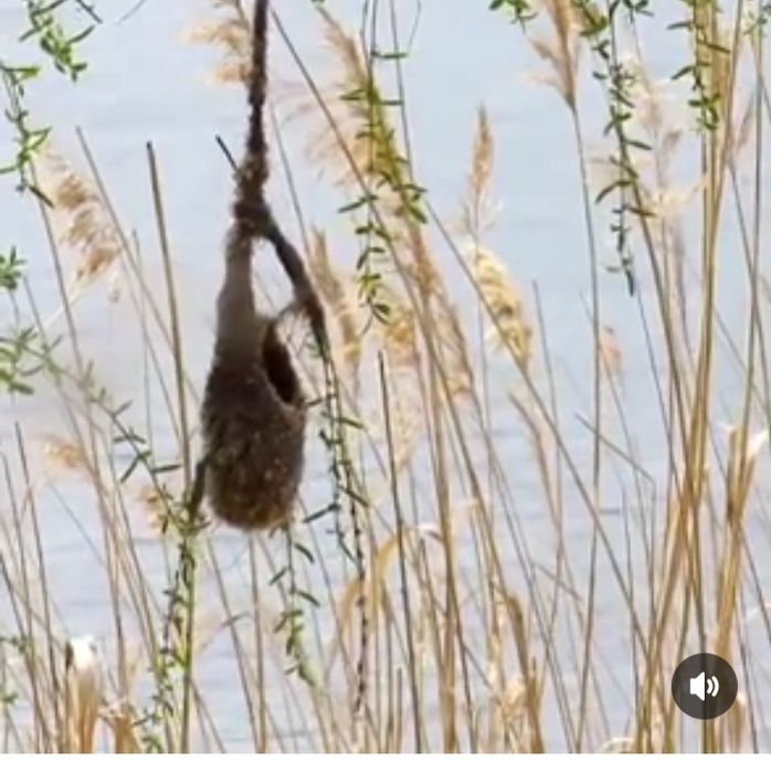 Гнездо ремеза лечебные