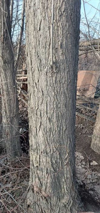 Продается Тополь 50 штук! Терак сотилади 50 дона!