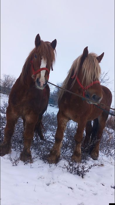 Vând pereche de harmasari