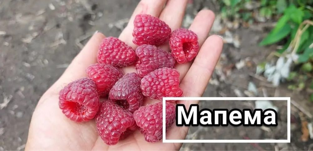 Продам саженцы малины ремонтантные сорта