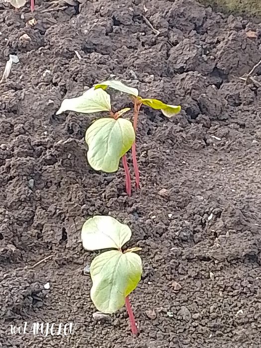 Семена Рицин (кърлеж)