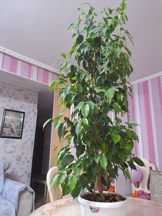 Фикус Бенджемина