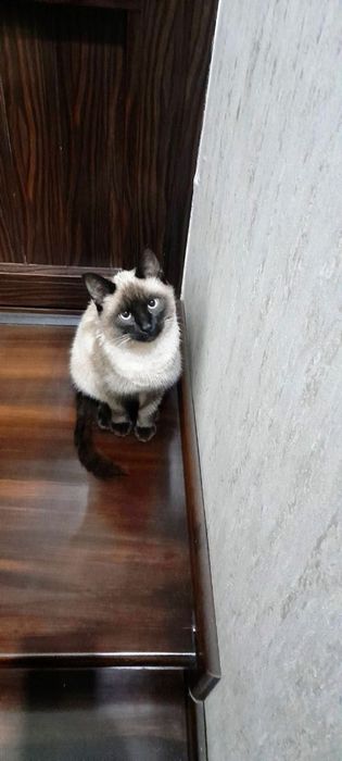 Кошка сямская прапала. Есть возграждение