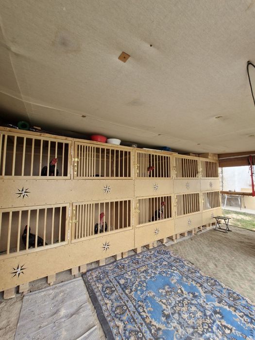 Xo'roz uchun kataklar