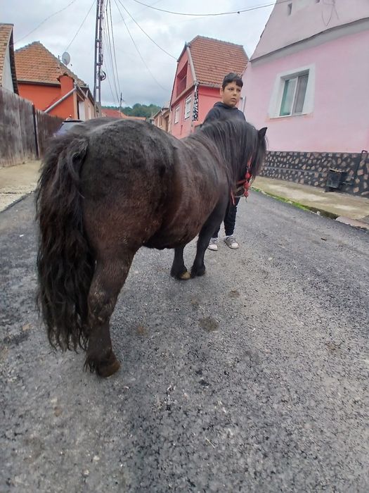 De vânzare poneiță de 6/7 ani