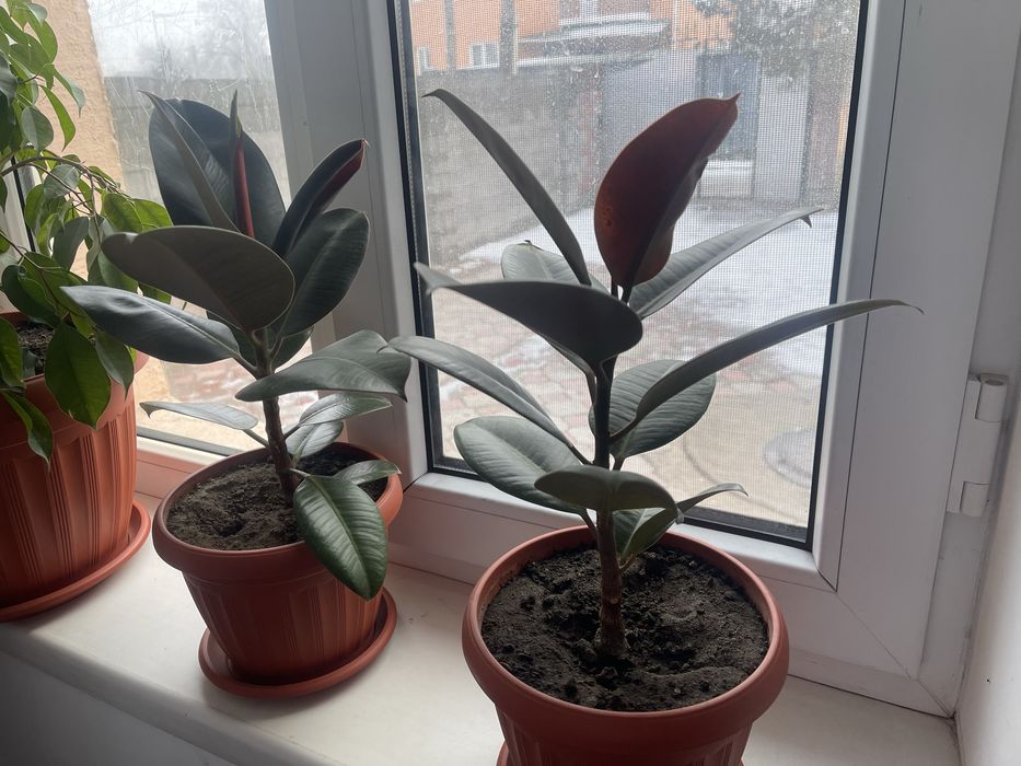 Комнатные растения