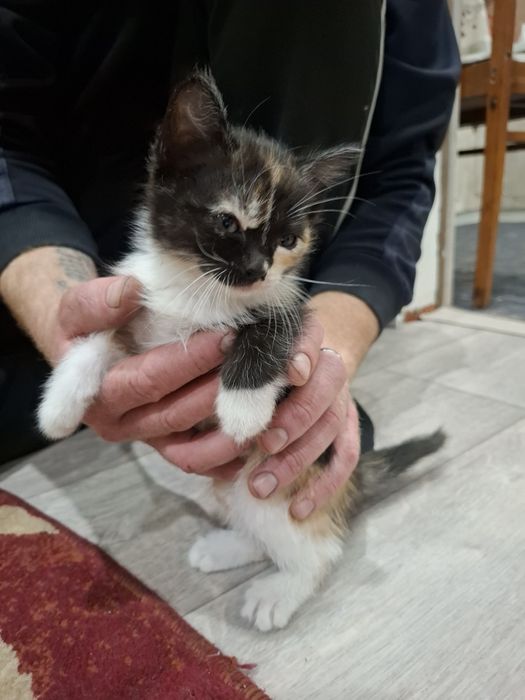 Отдам котят в добрые руки!