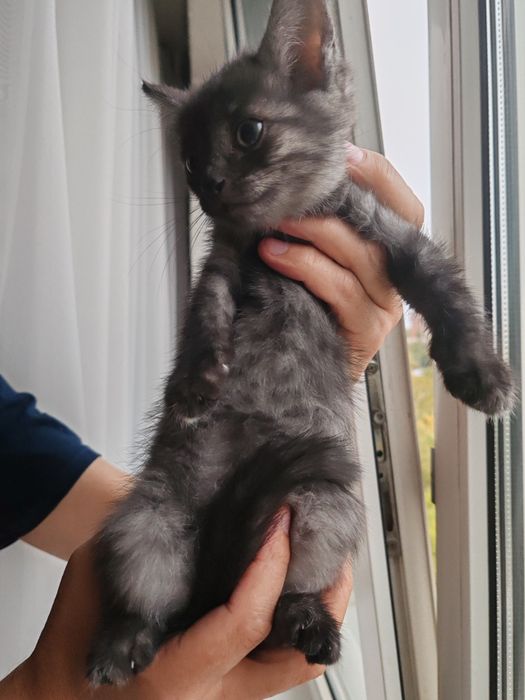 Котята полубританцы бесплатно