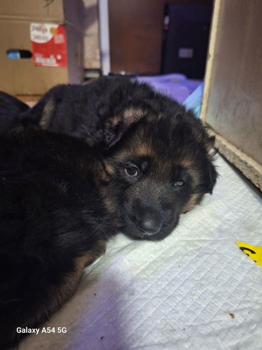 Продам щенков немецкой овчарки