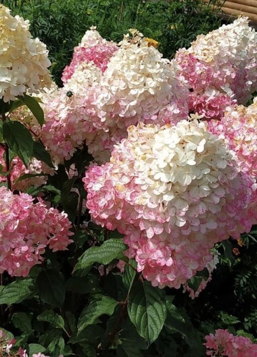 Гортензия метельчатая, древовидная