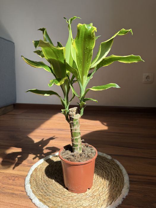 Драцены в ассортименте 50 см