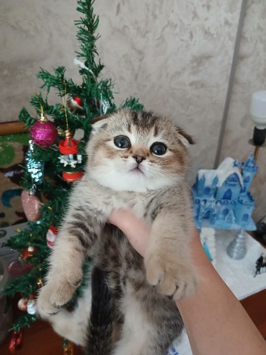 Продаю котят шиншил