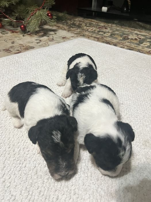 Продам щенков фокстерьера