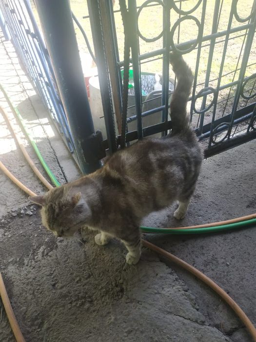 Кошка   домошни.